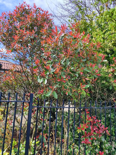 Rouken Glen Park  - 1229