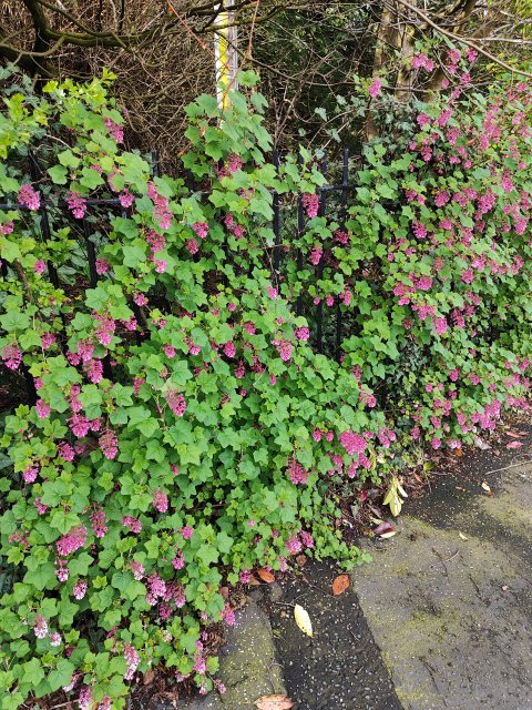 Rouken Glen Park  - 1229