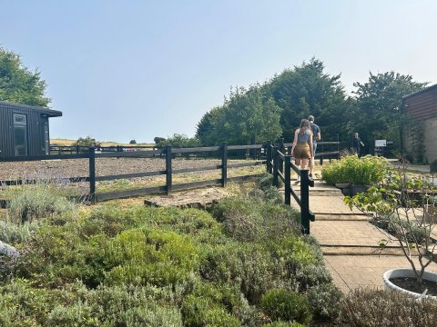 Hitchin Lavender - 1252