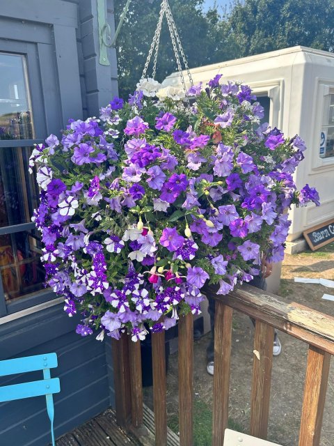 Hitchin Lavender - 1252