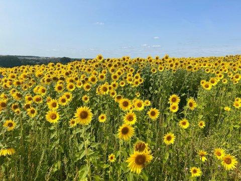 Hitchin Lavender - 1252