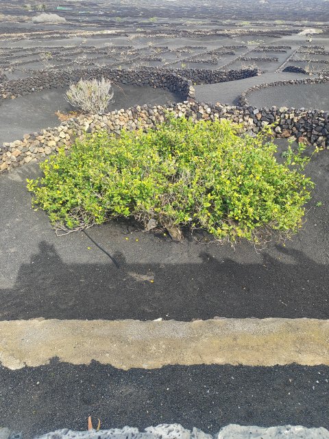 Bodega La Geria - 1371