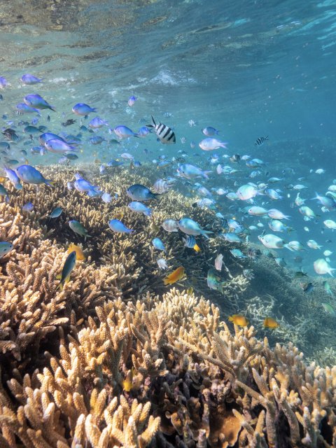 Lady Musgrave Island