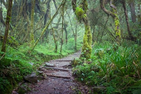 Domus Aurea Safari Company Limited - 1186