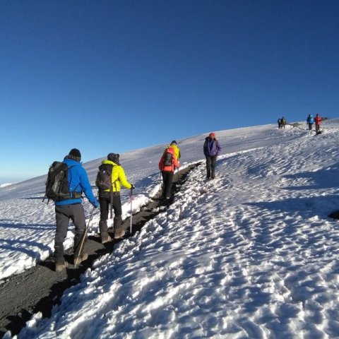 Domus Aurea Safari Company Limited - 1186