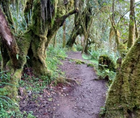 Domus Aurea Safari Company Limited - 1186