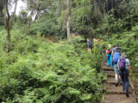 Domus Aurea Safari Company Limited - 1186