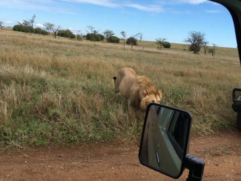 Domus Aurea Safari Company Limited - 1186