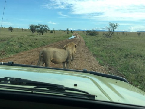 Domus Aurea Safari Company Limited - 1186