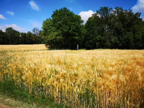 Typically Swiss Tours - 244