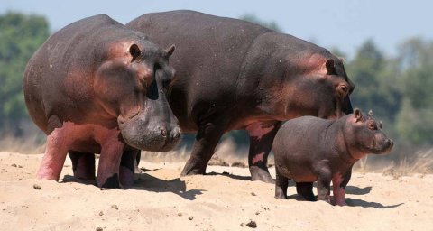 Domus Aurea Safari Company Limited - 1186