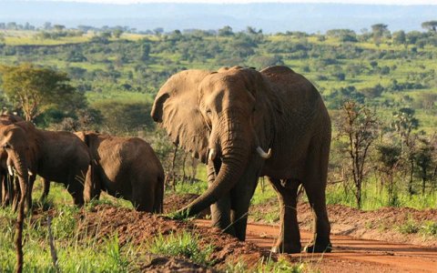 Queen Elizabeth national park