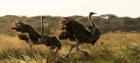 Alaitol Safari - 294