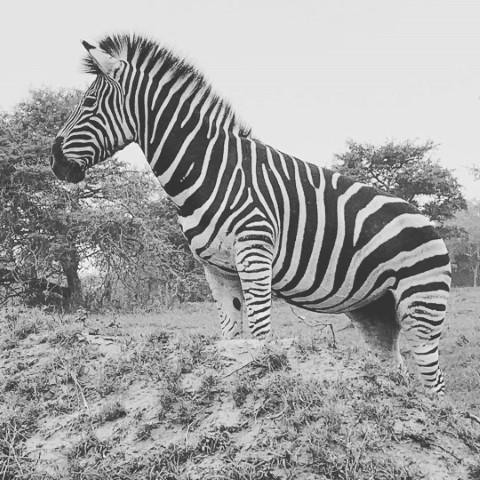 JBAY ZEBRA LODGE