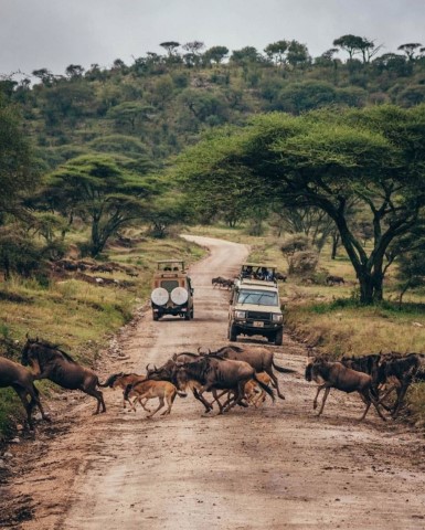 Alaitol Safari - 294