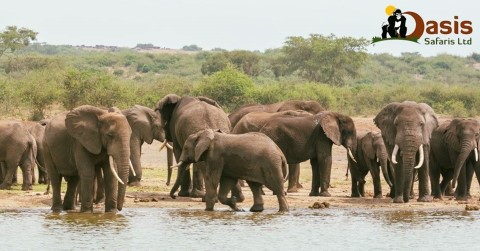 Murchison Falls National Park - 135