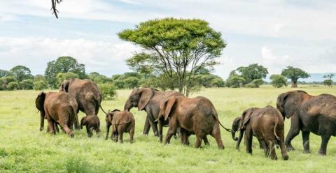 Domus Aurea Safari Company Limited - 1186