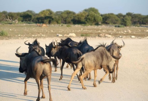 Etosha National Park  - 241