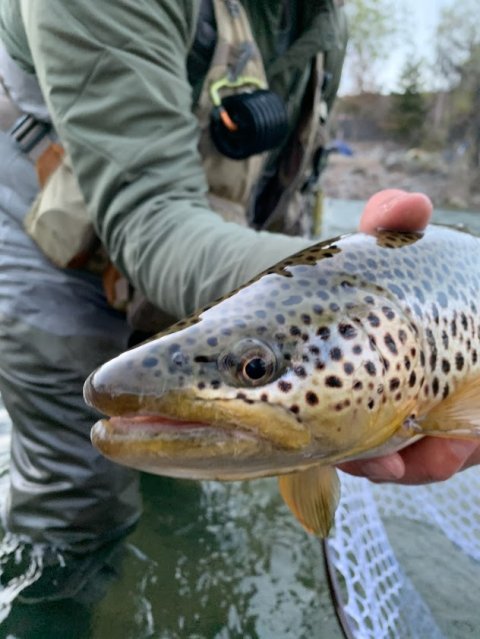 Bearfish Alliance - 332