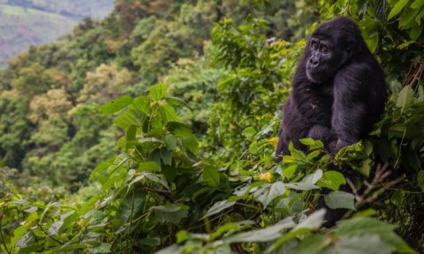Bwindi impenetrable national park uganda