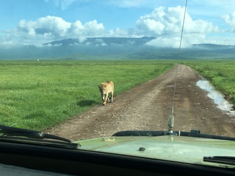 Domus Aurea Safari Company Limited - 1186