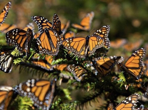 Mexican Volcanos  - 158