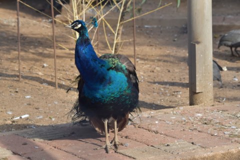 Antalya Zoo