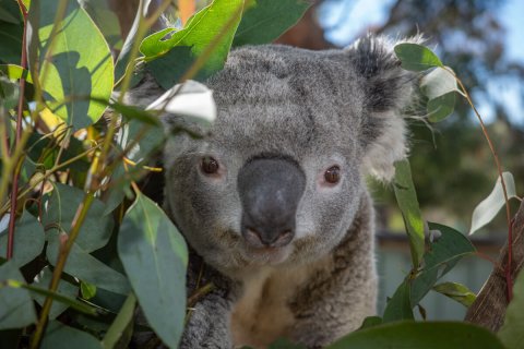 Walkabout Wildlife Park