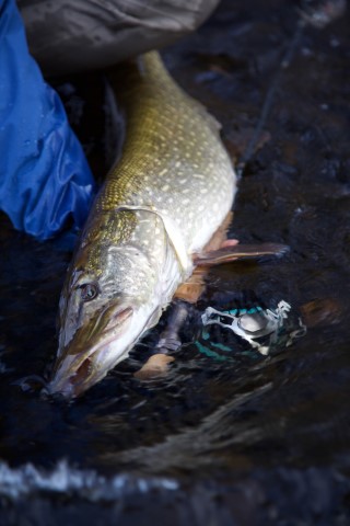 You Fish Scotland - 74