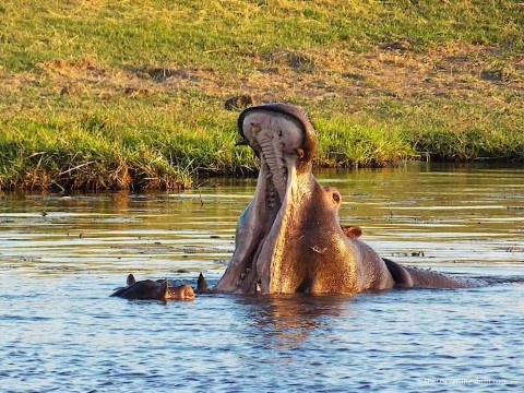 Chobe National Park - 207