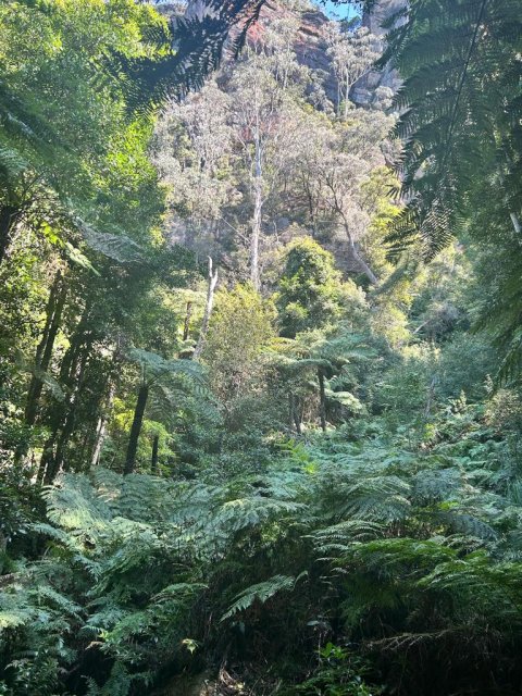 Scenic World