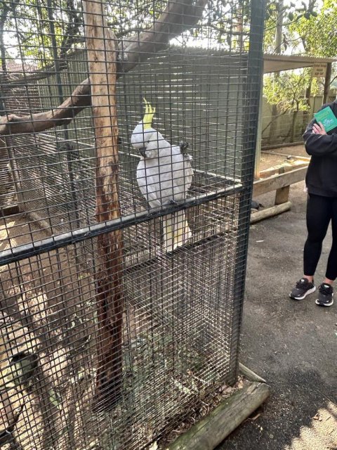 Featherdale Zoo - 1146