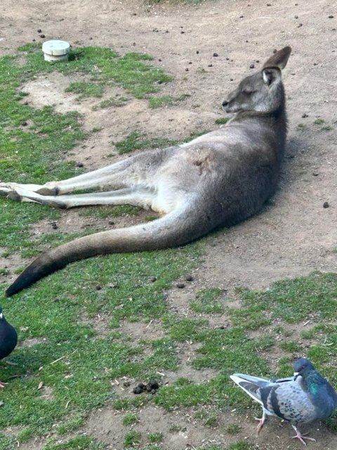 Featherdale Zoo