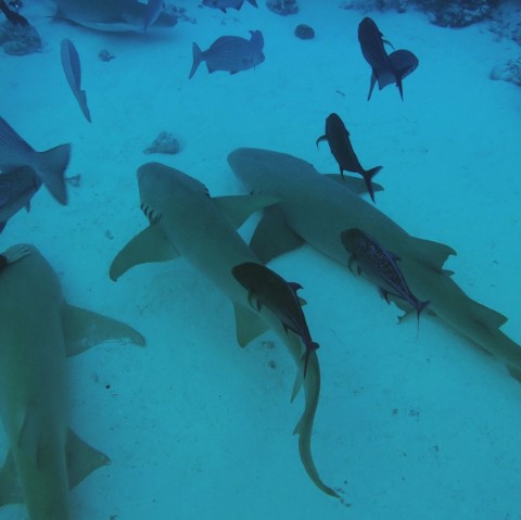 Secret Paradise Maldives - 277