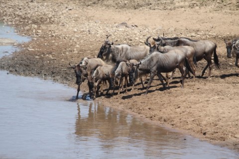 Serengeti National Park - 258
