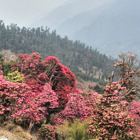 Ghorepani Trek - 310