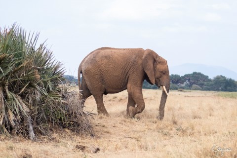 Kenya - 201