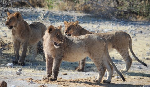 Etosha National Park