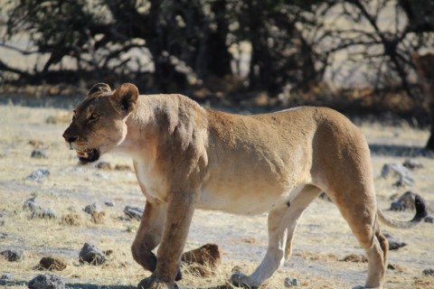 Etosha National Park  - 241