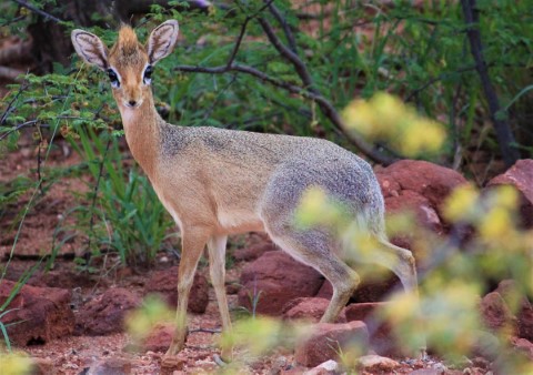 Etosha National Park  - 241