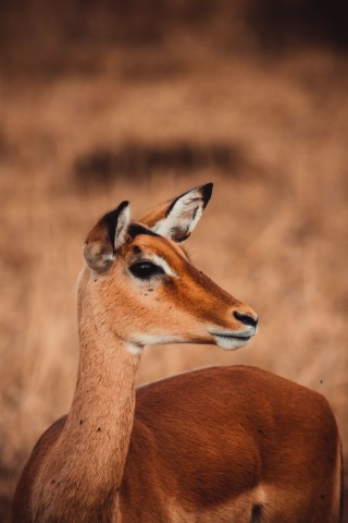 Masai Mara National Park - 200