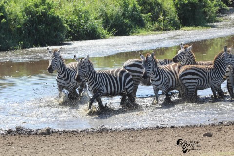 Serengeti National Park - 258