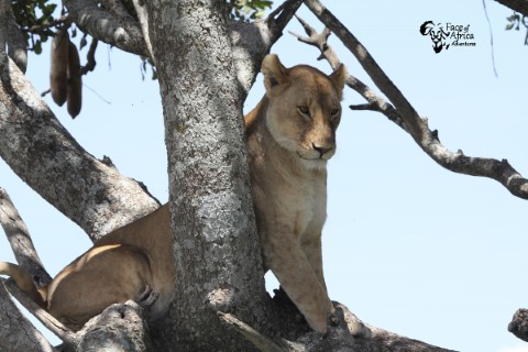 Serengeti National Park - 258