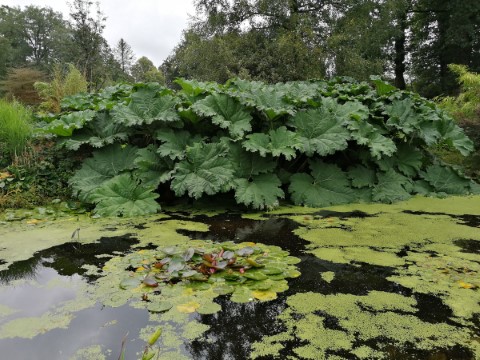 Threave Garden - 156