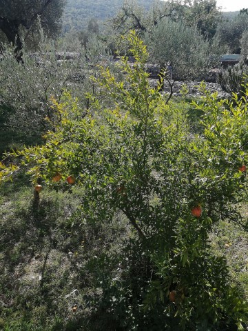 Lustica Olive Tour - 196