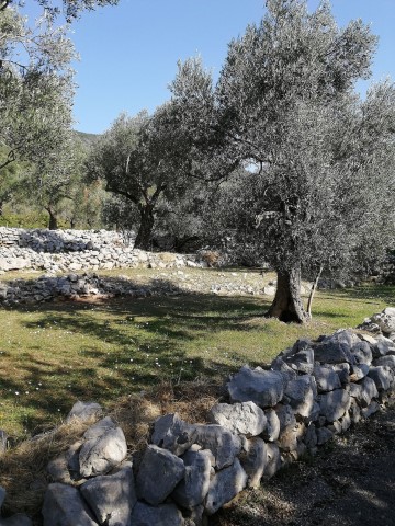 Lustica Olive Tour - 196