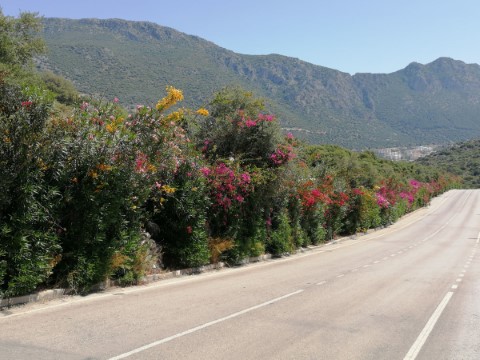 Kas Town - 262