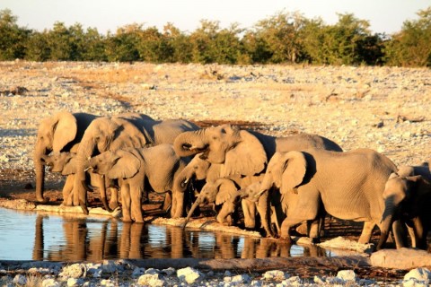 Etosha National Park  - 241