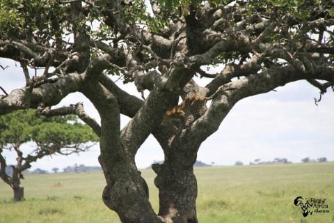 SERENGETI NATIONAL PARK