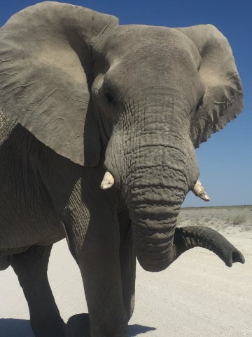 Etosha National Park  - 241
